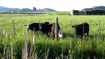 three cows eating grass on a farm video