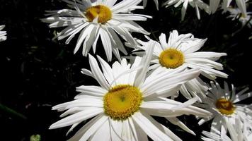 flores de margarita blanca al sol video