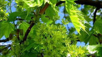 grüne Blüten und Blätter des Ahornbaums, Vorfrühling video