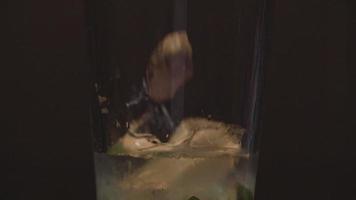 Eis in einen Cocktail gießen video