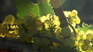 uvas verdes na videira na luz do sol dourada. video