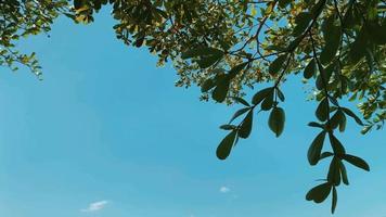 blad natuur achtergrond, zomer achtergrond video