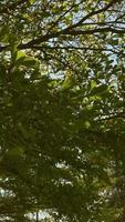 fondo de árbol, fondo de naturaleza, naturaleza de hoja con luz solar video