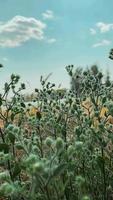 Sommerhintergrund, Hintergrundnatur, Blumenhintergrund video