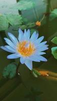 flor de lótus, fundo da natureza video