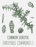 Vector drawings juniper. Hand drawn illustration. Latin name JUNIPERUS COMMUNIS L.