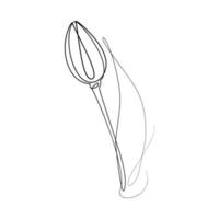 Outline drawing of a tulip flower in one line in a minimalist style. line art. One line artwork vector