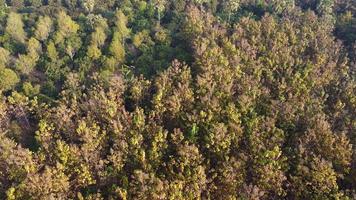 Luftaufnahme des Sommers im Wald. Drohnenaufnahmen über Mischwald, grüne Laubbäume in Landschaftswäldern oder Parks. video