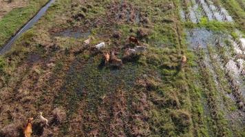 aereo Visualizza di un' gruppo di mucche nel rurale i campi dopo raccogliere nel il mattina. terreni agricoli dopo il raccogliere stagione con mandrie di mucche mangiare cannuccia. video