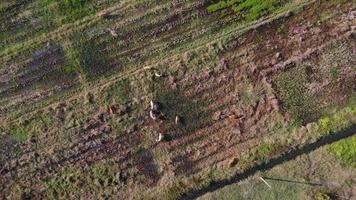 Luftaufnahme einer Gruppe von Kühen auf ländlichen Feldern nach der Ernte am Morgen. Ackerland nach der Erntezeit mit Kuhherden, die Stroh fressen. video