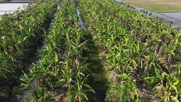 vista aérea de árvores de cultivo e plantação em viveiro ao ar livre. plantação de banana na tailândia rural. negócio de cultivo. fundo de paisagem natural. video