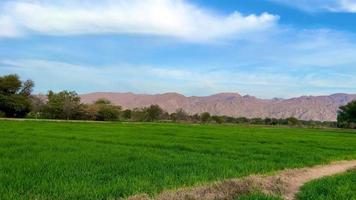 paesaggio Grano campo nel Pakistan a tramonto montagne e foresta video