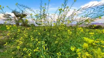 campo de trigo de paisagem no paquistão nas montanhas e florestas do pôr do sol video