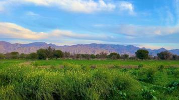 landschap tarwe veld- in Pakistan Bij zonsondergang bergen en Woud video