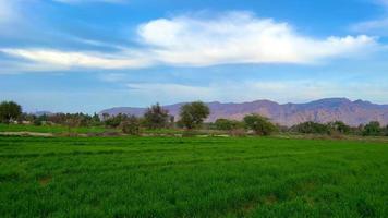 paysage champ de blé au pakistan au coucher du soleil montagnes et forêt video