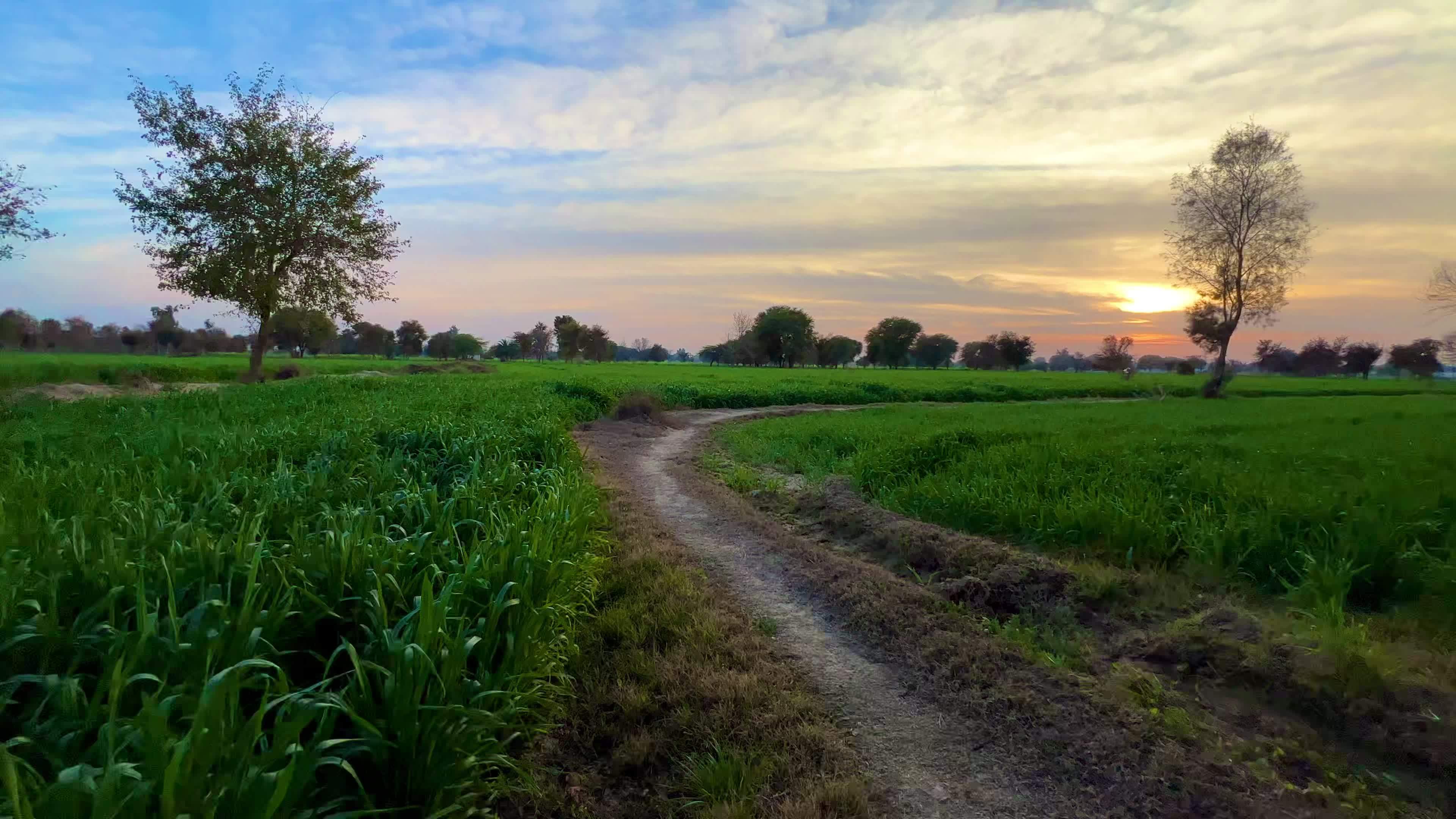 landscape-wheat-field-in-pakistan-at-sunset-mountains-and-forest