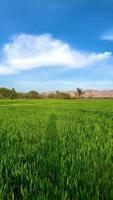 paesaggio Grano campo nel Pakistan a tramonto montagne e foresta video