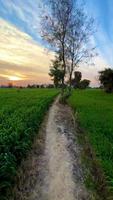landschap tarwe veld- in Pakistan Bij zonsondergang bergen en Woud video