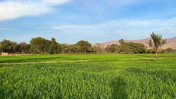 campo de trigo paisajístico en pakistán al atardecer montañas y bosques video
