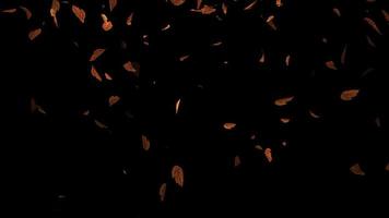 feuilles d'automne tombant animation 04, belle animation avec des feuilles en boucle et alpha video