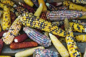 un primer plano del maíz multicolor más común durante las vacaciones. foto