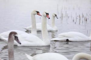 White swan flock in spring water. Swans in water. White swans. Beautiful white swans floating on the water. swans in search of food. selective focus photo