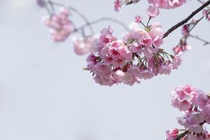 color pastel suave hermosa flor de cerezo sakura floreciendo con desvanecimiento en flor de sakura rosa pastel, plena floración una temporada de primavera en japón foto