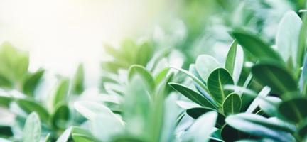 Closeup of beautiful nature view green leaf on blurred greenery background in garden with copy space using as background cover page concept. photo