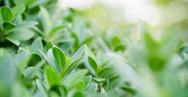 primer plano de la hermosa vista de la naturaleza hoja verde sobre fondo verde borroso en el jardín con espacio de copia utilizando como concepto de página de portada de fondo. foto