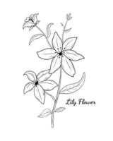 The Beautiful Lily Flower Vector Illustration Design