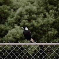 pájaro negro en una cerca de metal gris durante el día foto