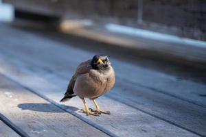 fotografía de enfoque selectivo de pájaro negro foto