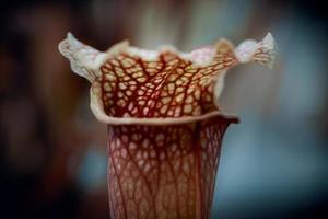 Close up of a brown flower photo