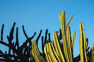 fotografía de primer plano de planta de cactus verde foto