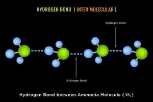 Hydrogen Bond, Inter molecular Hydrogen Bond between Ammonia Molecule vector