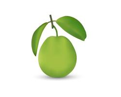 Fresh realistic guava vector image with green leaf. 3d realistic vector image of guava in isolated white background