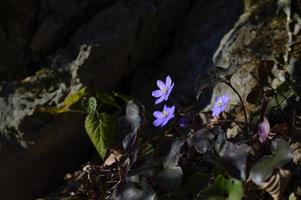 flor de hepatica nobilis en el bosque foto