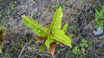 Variegated garden croton colorful plant. photo