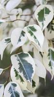 Variegated Ficus Benjamina beautiful house plant with white and green leaves. photo