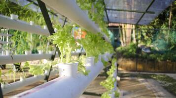 planta vegetal verde de lechuga de hoja fresca por método hidropónico. Idea de sistema de configuración hidropónica de transferencia de película de nutrientes. horticultura moderna. foto