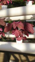 Fresh red spinach vegetable plant by hydroponic method. Nutrient film transfer Hydroponic setup system idea. Modern vegetable farming. photo