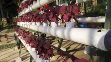 Fresh red spinach vegetable plant by hydroponic method. Nutrient film transfer Hydroponic setup system idea. Modern vegetable farming. photo