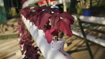 Fresh red spinach vegetable plant by hydroponic method. Nutrient film transfer Hydroponic setup system idea. Modern vegetable farming. photo