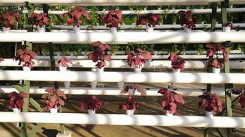 Fresh red spinach vegetable plant by hydroponic method. Nutrient film transfer Hydroponic setup system idea. Modern vegetable farming. photo