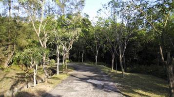 un camino concreto hacia el bosque con árboles a la izquierda y a la derecha. un parque, un jardín o un bosque. foto
