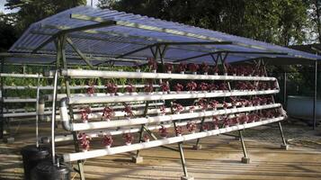 Fresh red spinach vegetable plant by hydroponic method. Nutrient film transfer Hydroponic setup system idea. Modern vegetable farming. photo