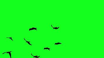 Flying birds green screen free video