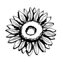 Sunflower. Black and white illustration. Vector clipart