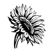 Sunflower. Black and white illustration. Vector clipart