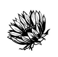 Sunflower. Black and white illustration. Vector clipart